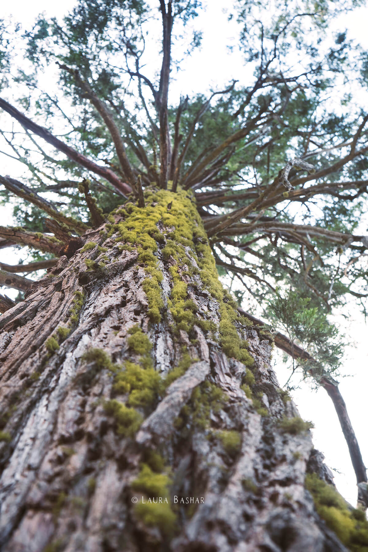 Moss growing on a tree