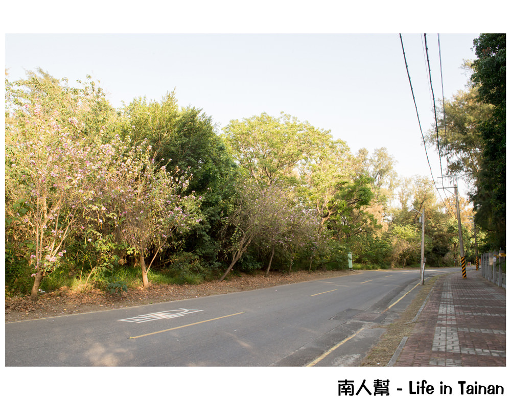 【台南安平區】漁光海岸｜5元茶葉蛋｜羊蹄甲｜曾經讓人暫忘煩惱彷彿進入另一個世界，現在多了人潮也多了熱鬧 ~ 漁光島