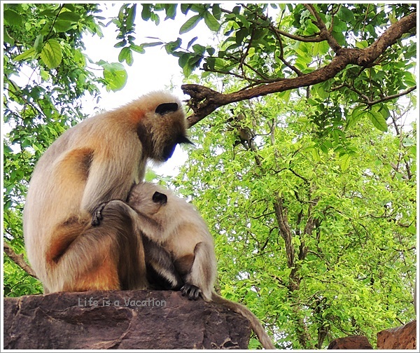 Omkareshwar Parikrama Monkey