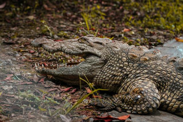 Detailed shot of a Nile crocodile (Crocodylus niloticus) resting on the ground in Nairobi, Kenya.
