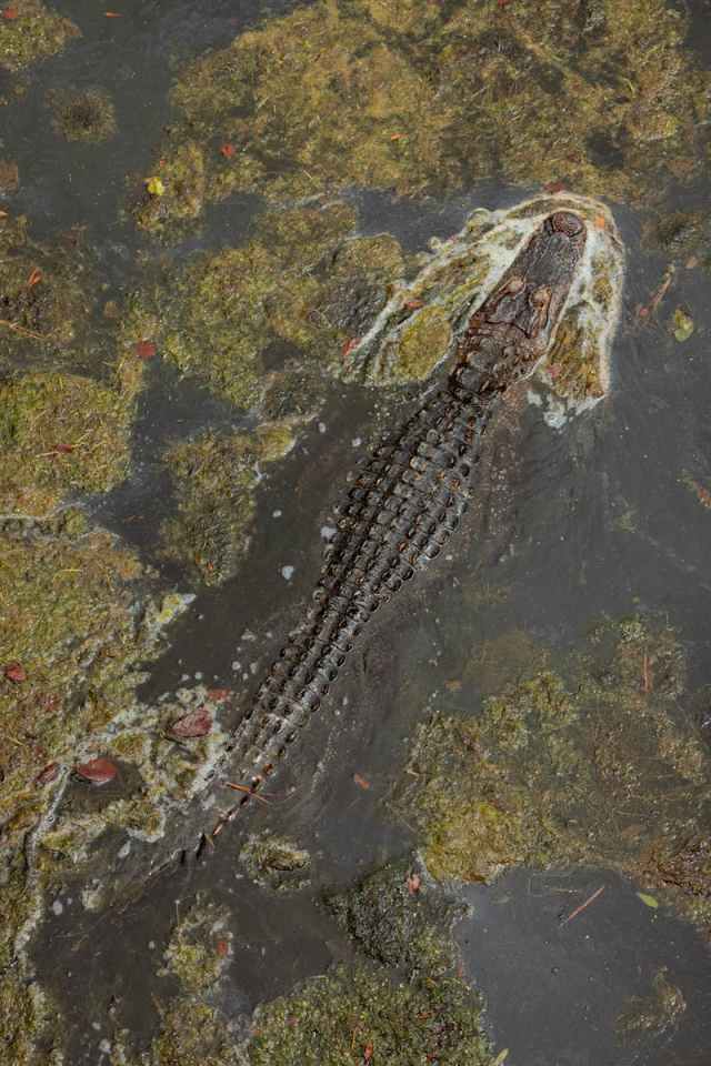 A stealthy alligator camouflaged in the marshlands of Savannah, Georgia.
