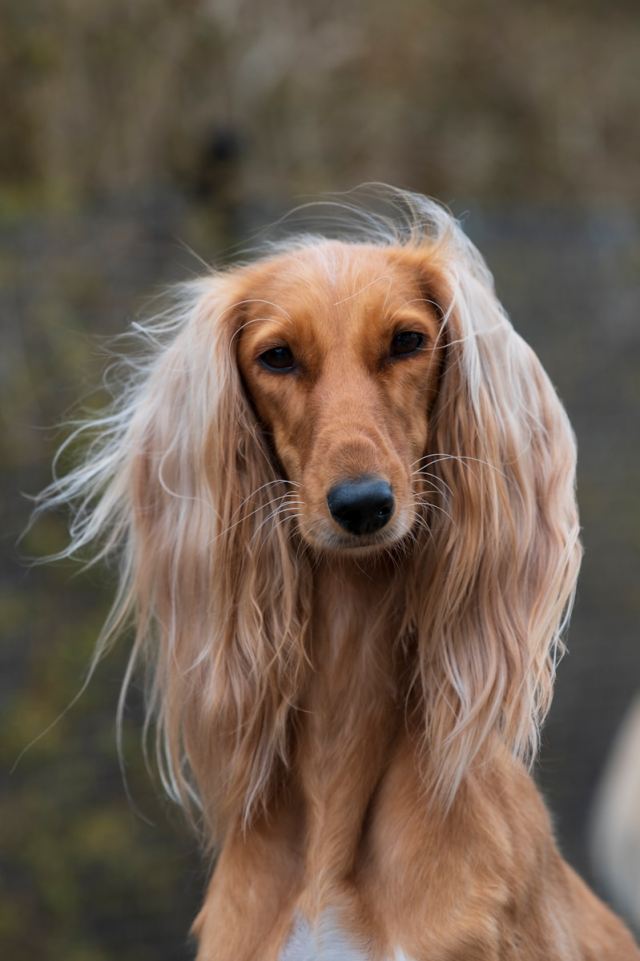 a long haired dog with long hair looking at the camera