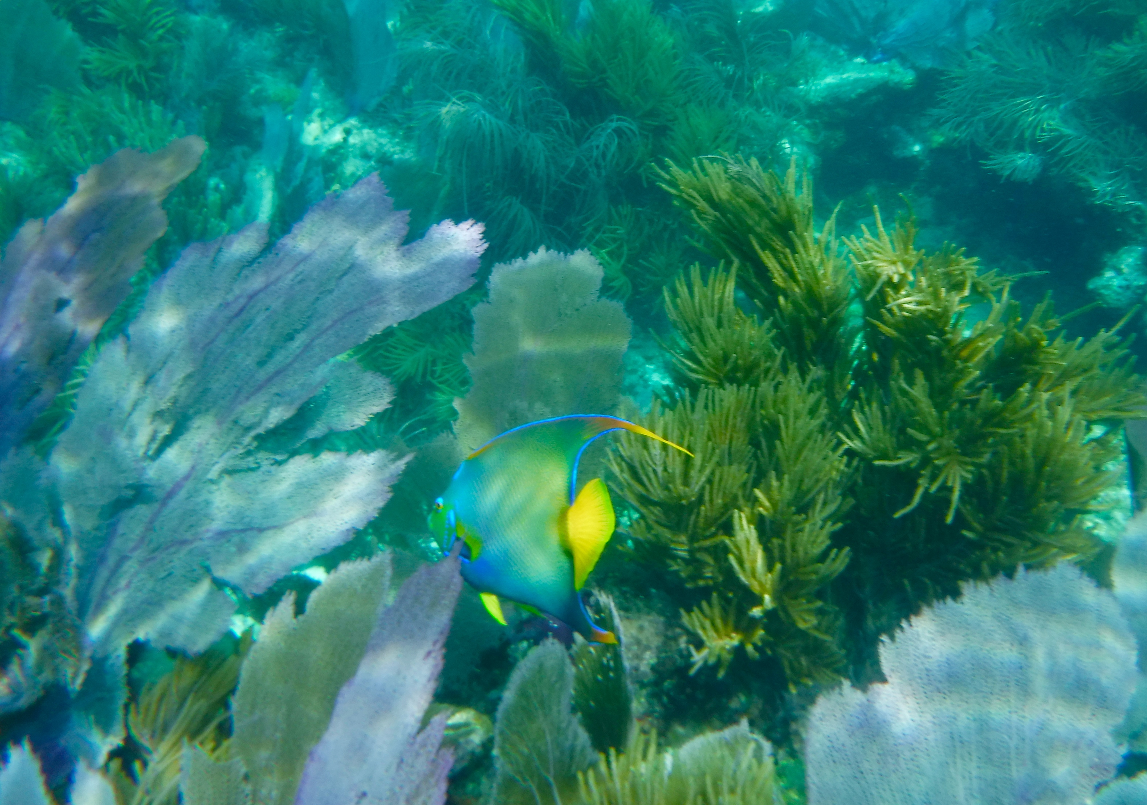 photos aken by Amanda Meneses at Sombrero Reef