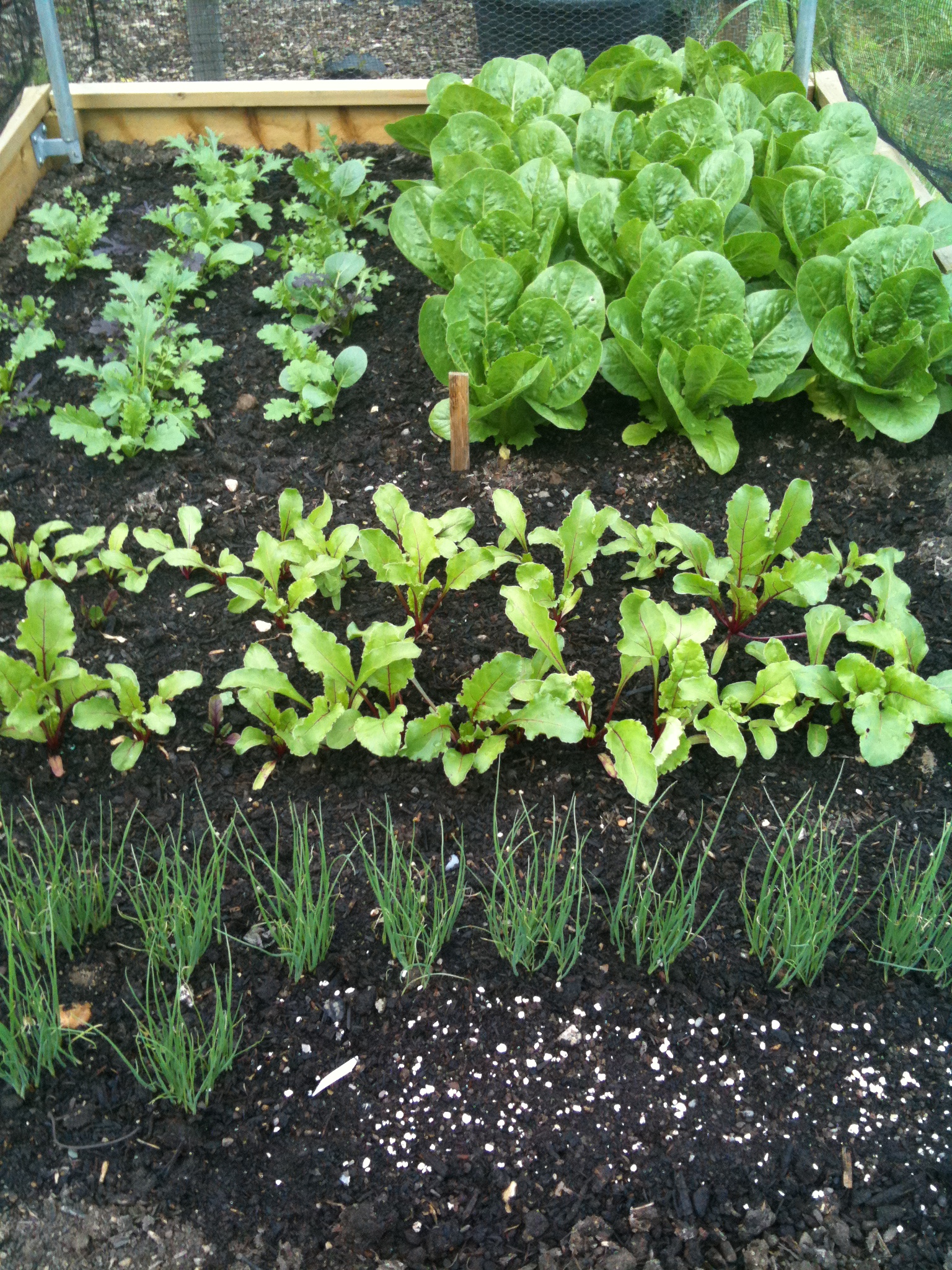 A neat and tidy salad bed - didn't stay that way for very long.