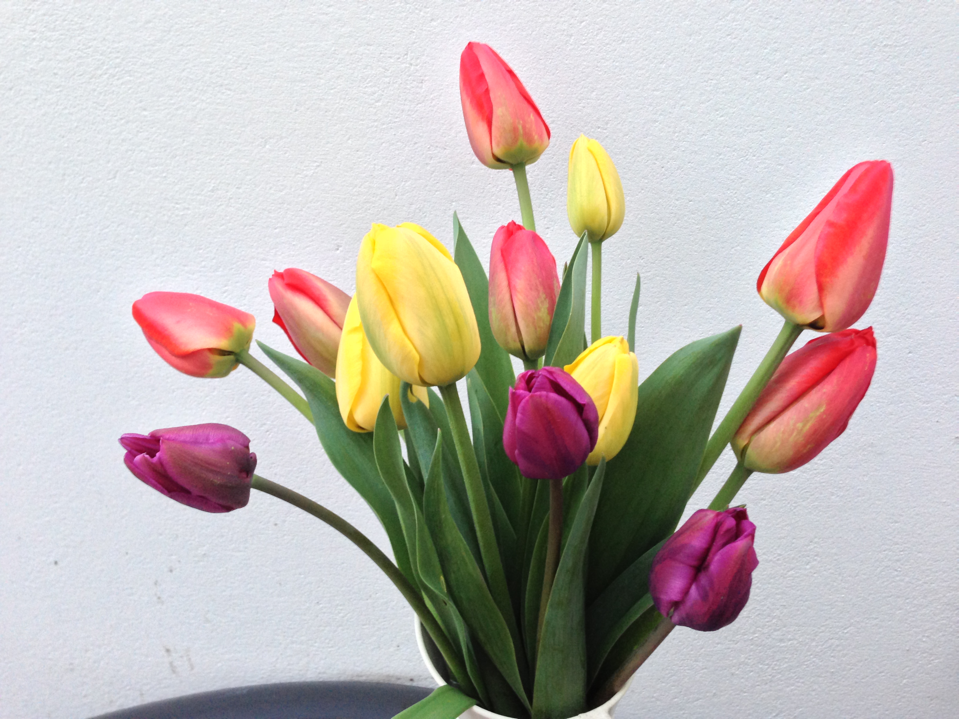 I grew these and now I understand why people rave about tulips