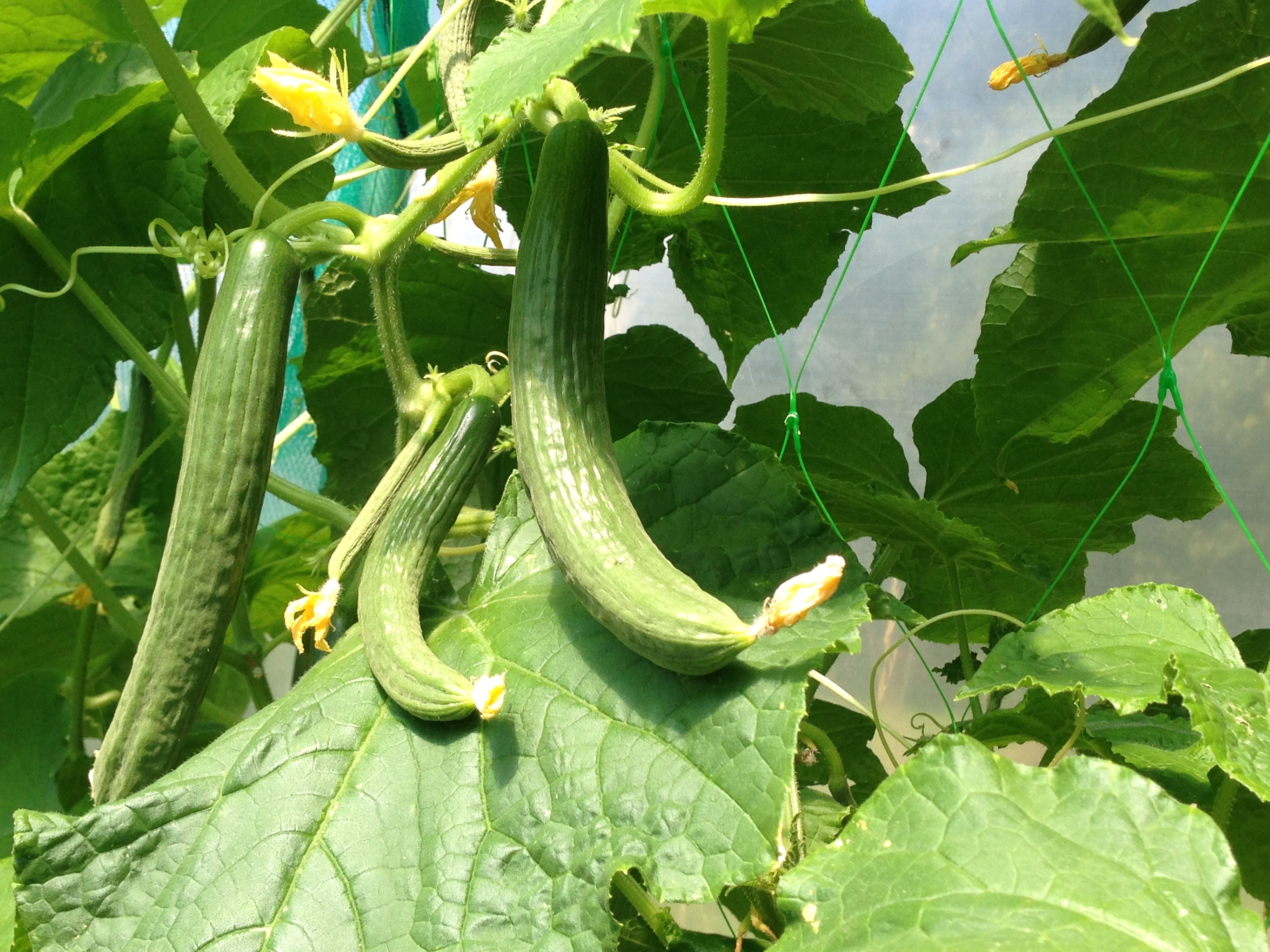 This is why the neighbours avoid me during the summer..