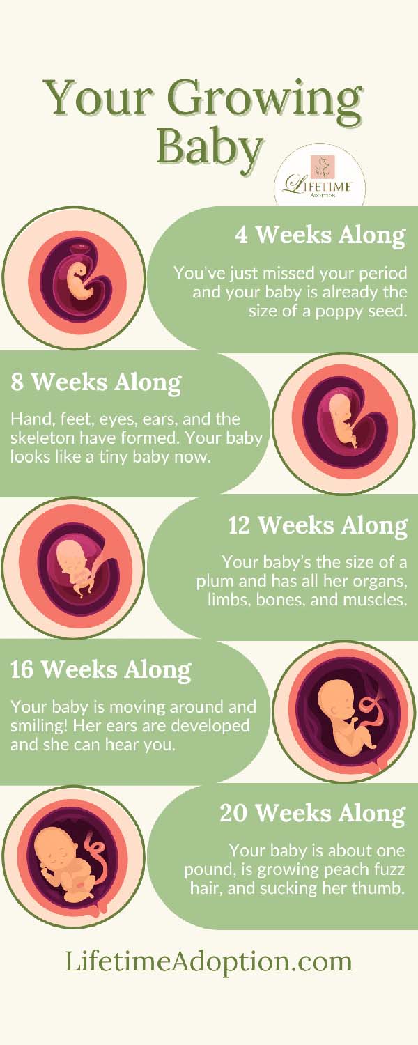 Fetal development infographic