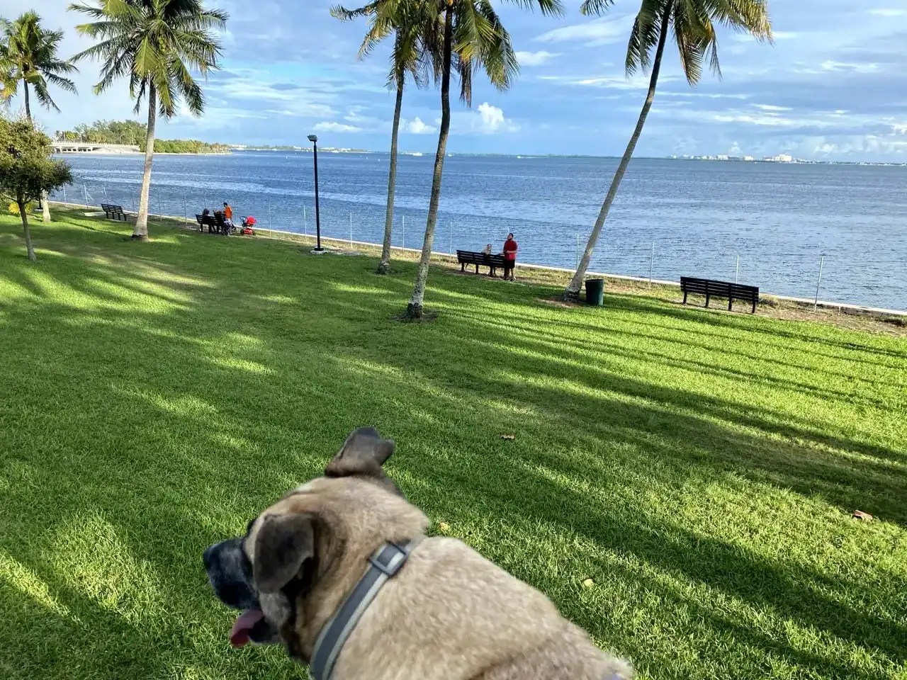 summer with dogs