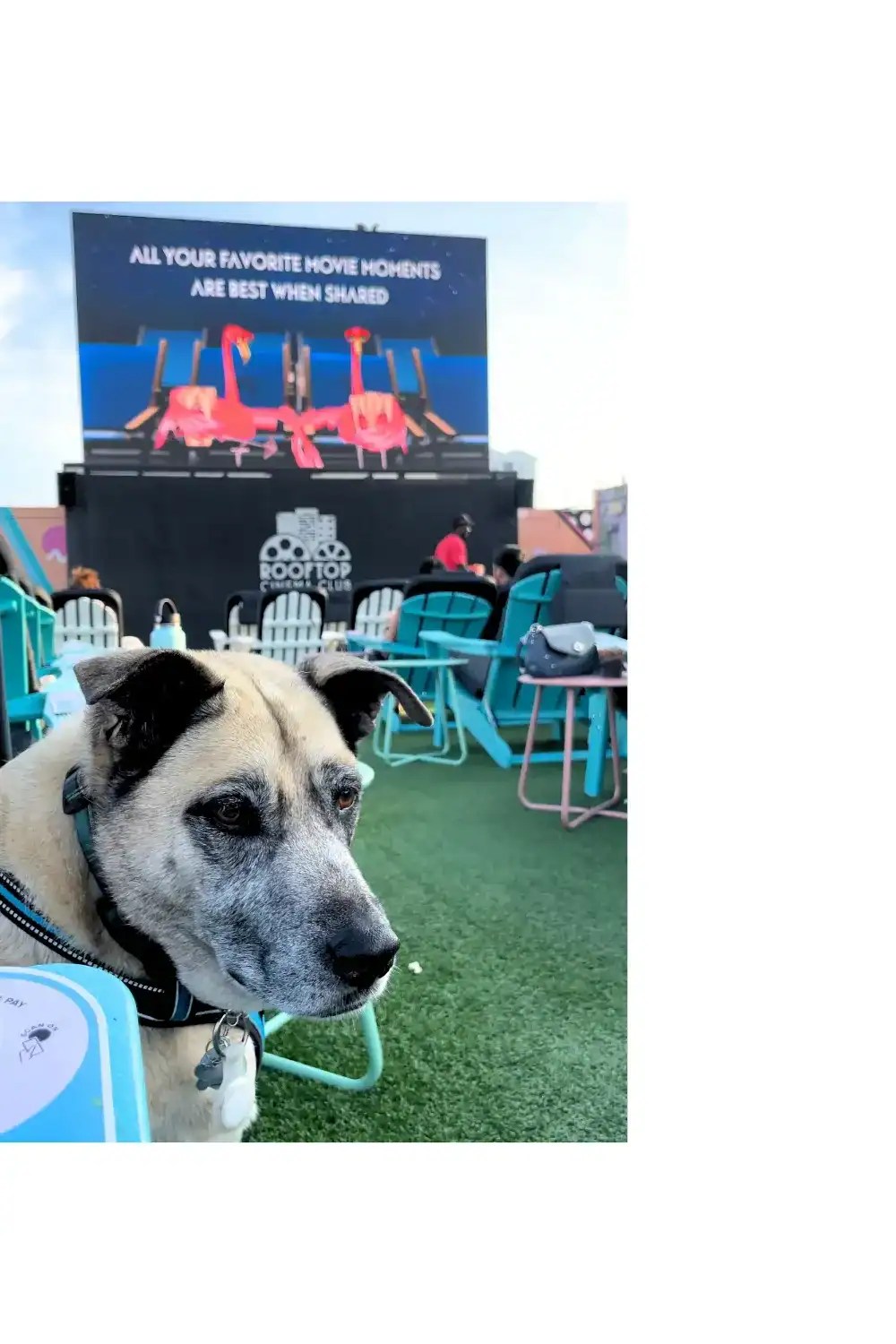 Dog Friendly Cinema
