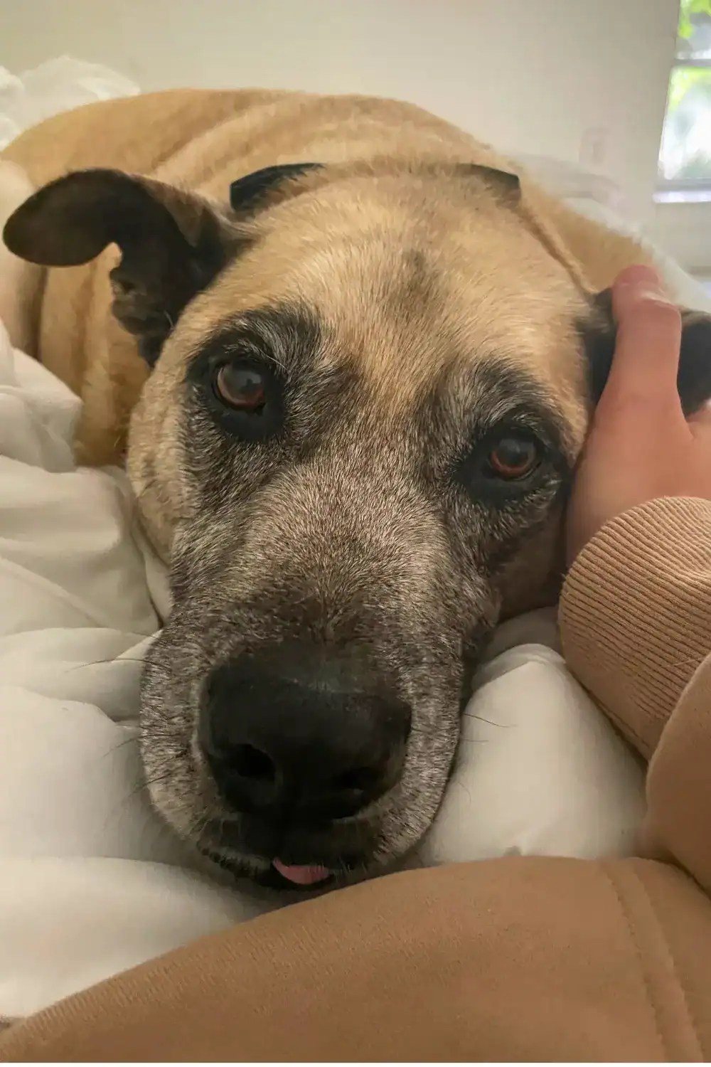soul dog