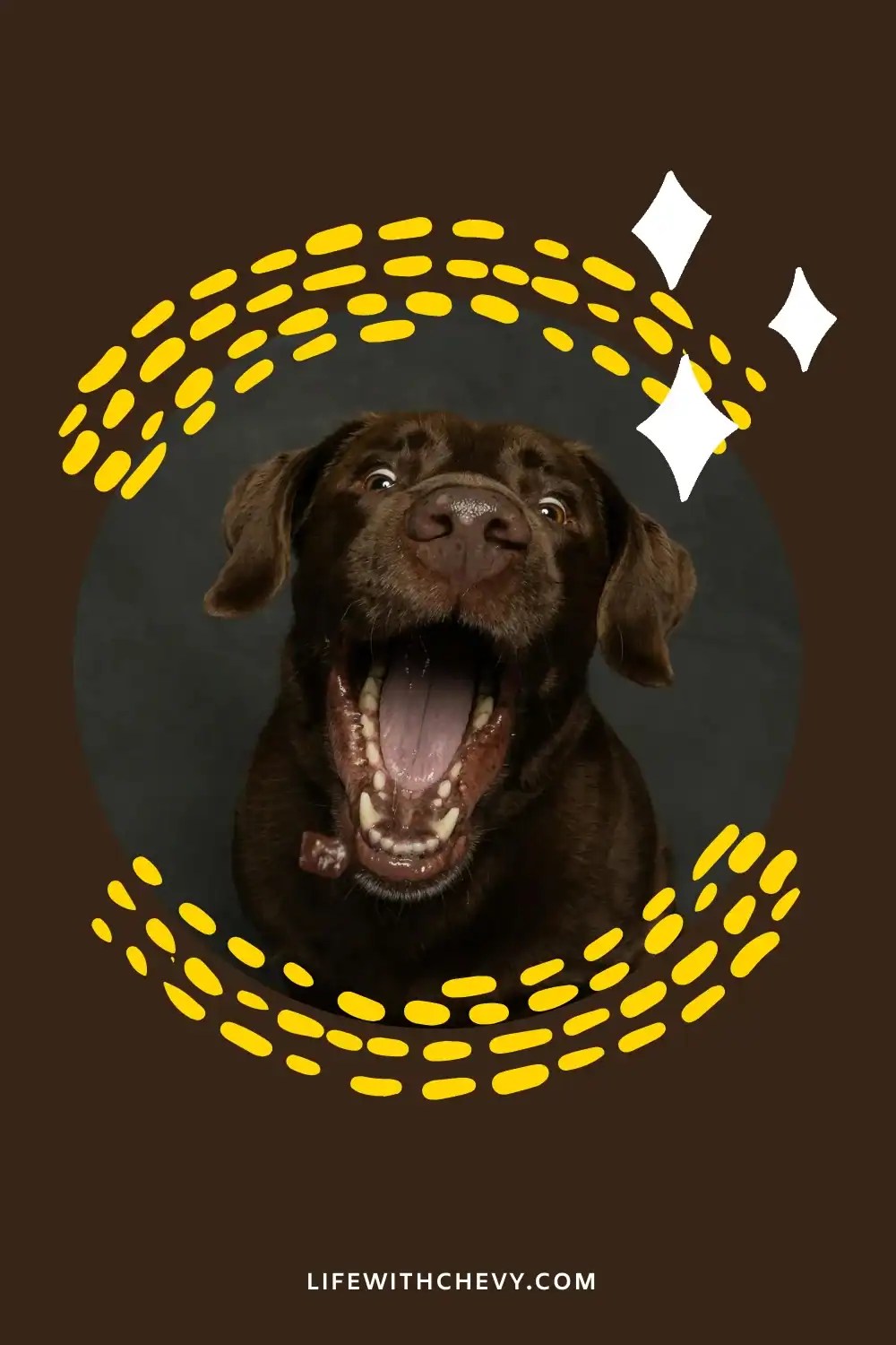 chocolate labrador names