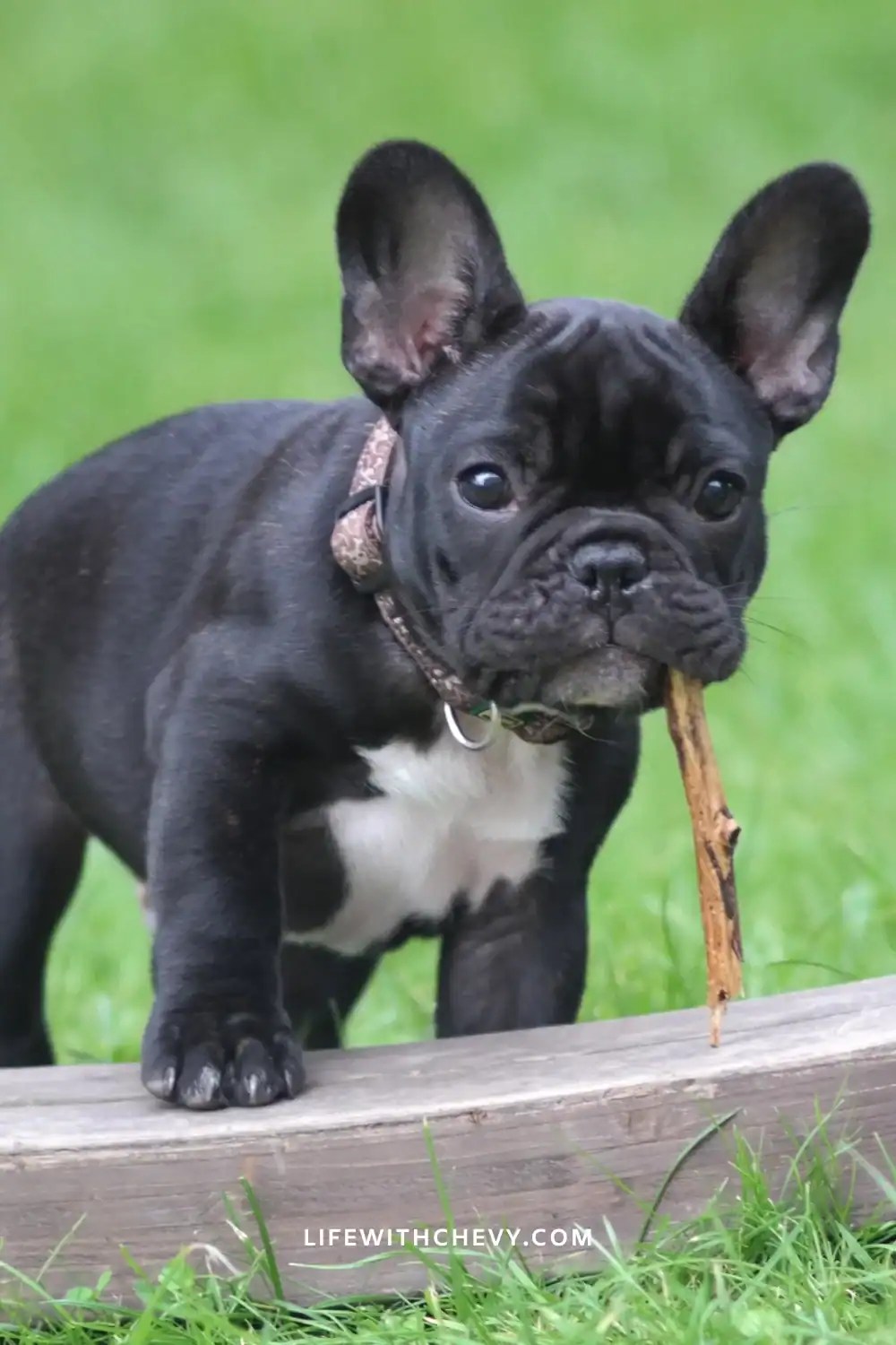frenchie puppy names