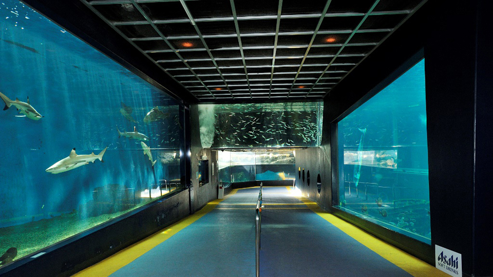関東地方の水族館一覧！