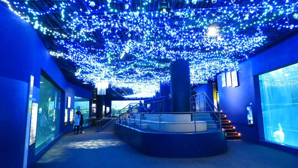 関東地方の水族館一覧！