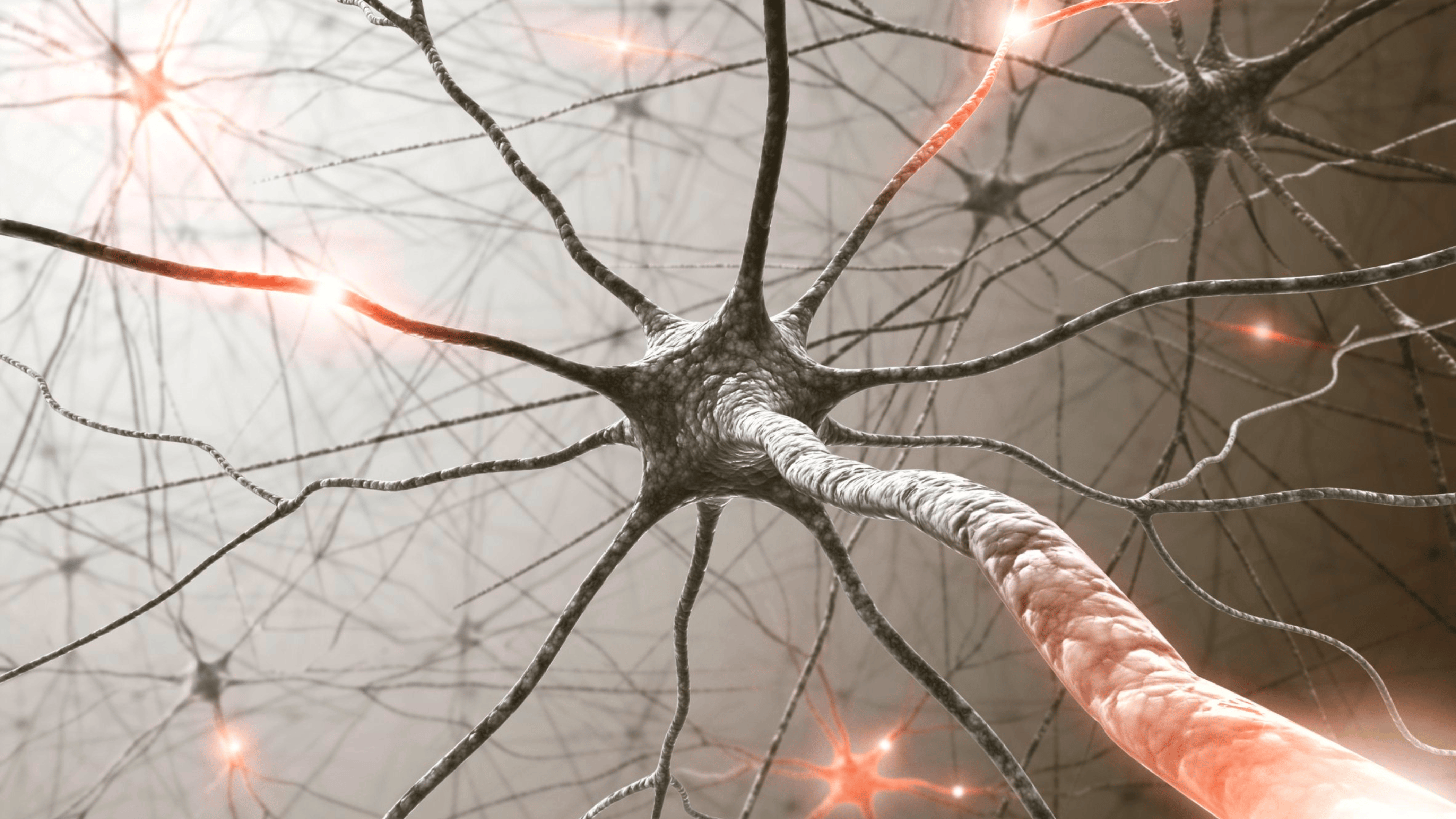 The Vagus Nerve Explained: Your Body’s Built-In Reset Button
