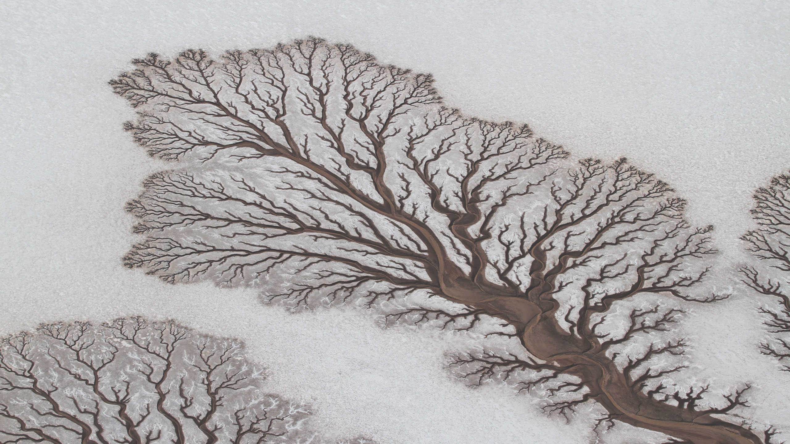 Aerial view of intricate branching patterns on a landscape, resembling trees or veins. The patterns are formed by dark, winding lines on a lighter, textured background, evocative of natural fractal designs.