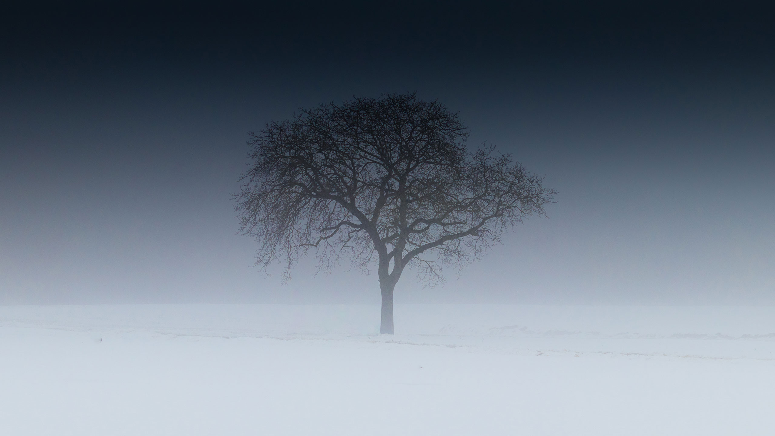 A solitary, leafless tree stands in a foggy, snow-covered landscape. The dark silhouette of the tree contrasts starkly against the soft, white snow and the gradient sky that fades from deep blue to pale gray. The scene evokes a sense of solitude and tranquility.