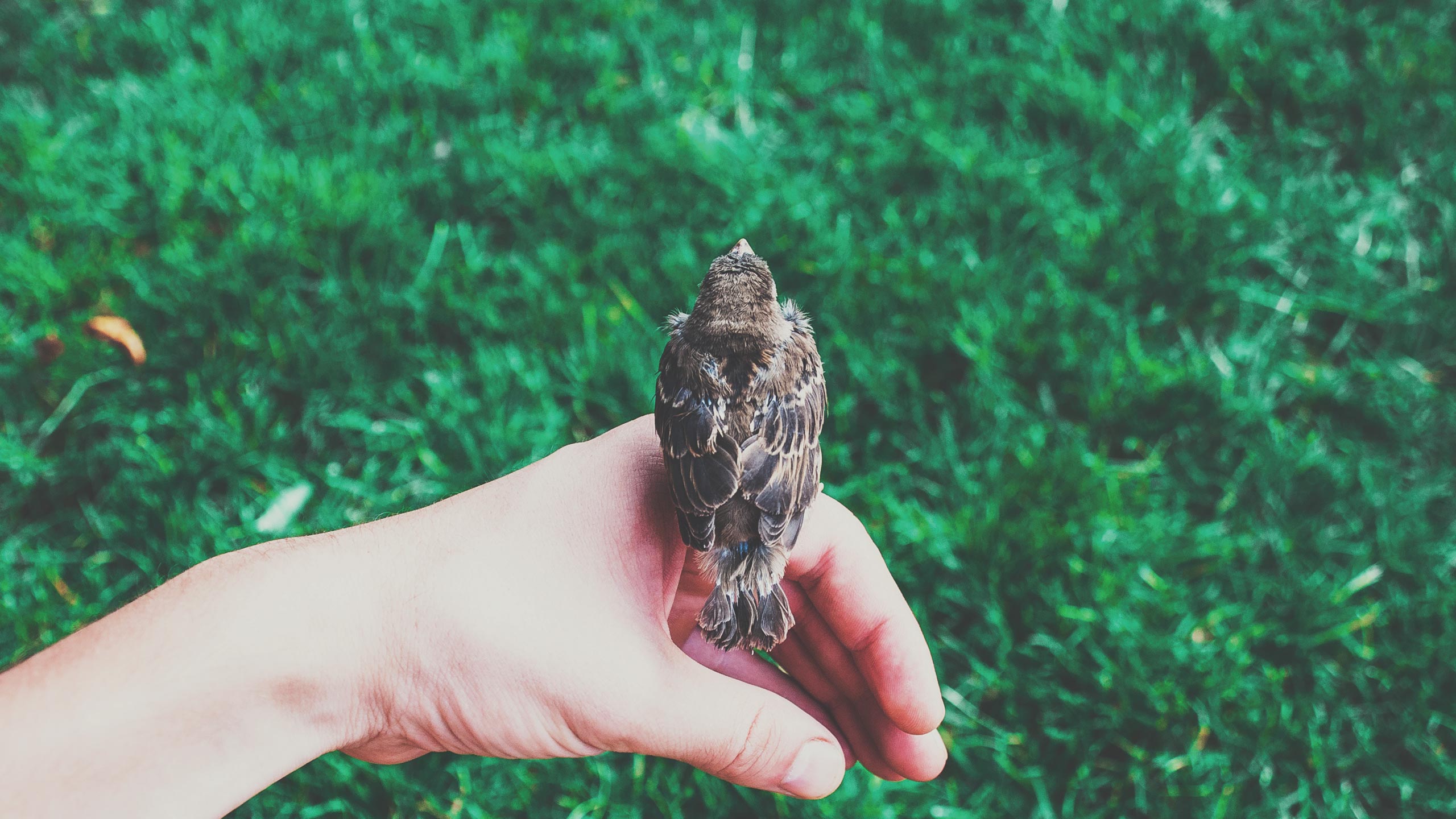 A small brown bird perched on a person's hand with green grass in the background. The bird's back is visible, and its wings are slightly spread. The scene appears peaceful and natural.