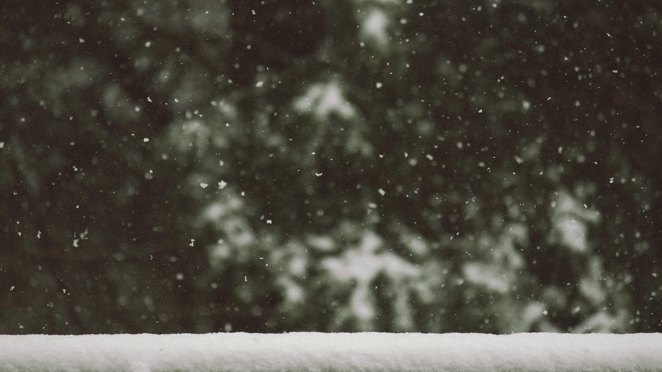 Snow gently falling in front of a dark, blurred background of trees, creating a peaceful, wintry scene. A layer of snow is visible in the foreground, accumulating on a flat surface, possibly a fence or ledge.