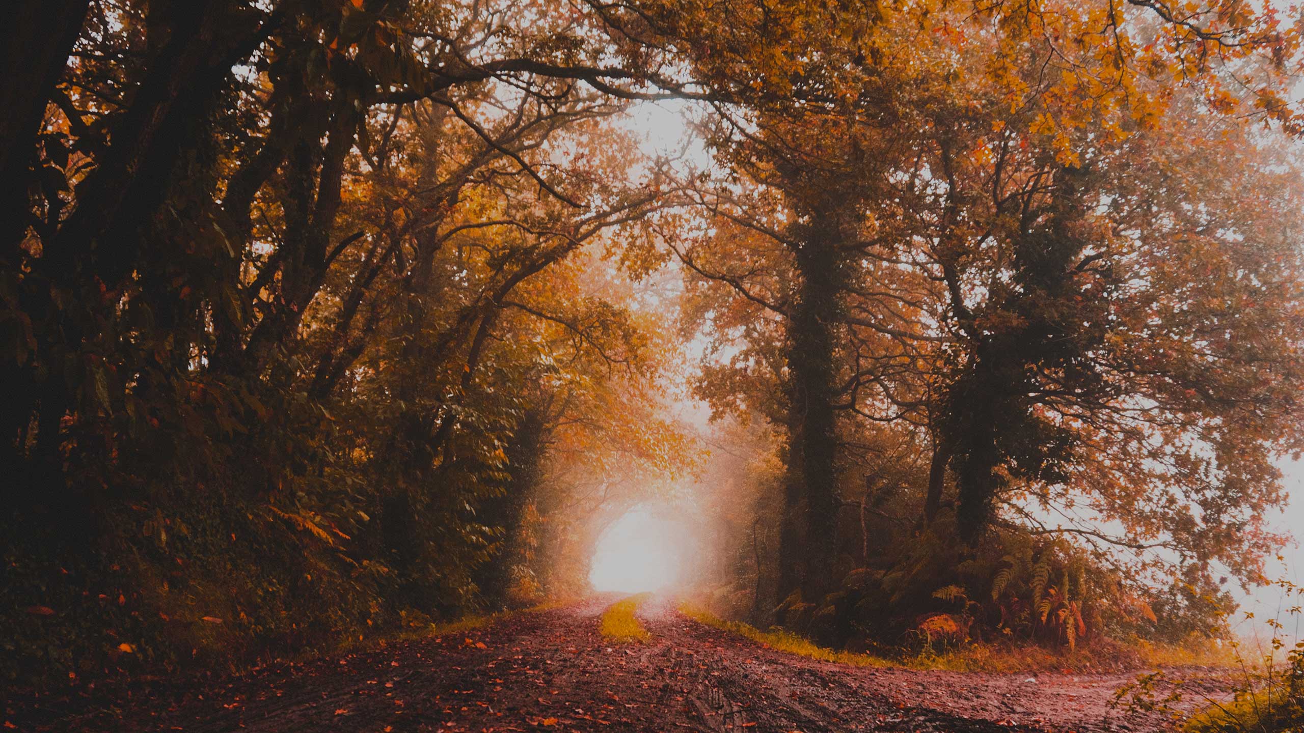 A serene, foggy forest scene with a dirt path, surrounded by tall trees adorned with autumn foliage in shades of orange and brown. The path, lined with fallen leaves, curves slightly as it disappears into the bright mist, creating a peaceful and enchanting atmosphere.