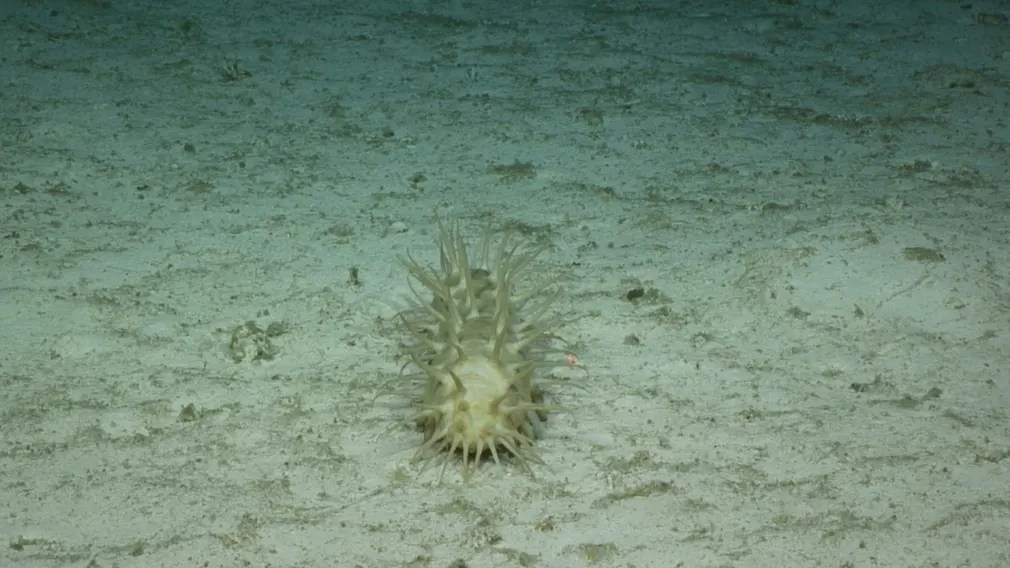 A spiny sea creature on the ocean floor