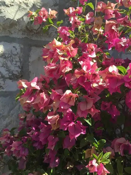 Image of flowers