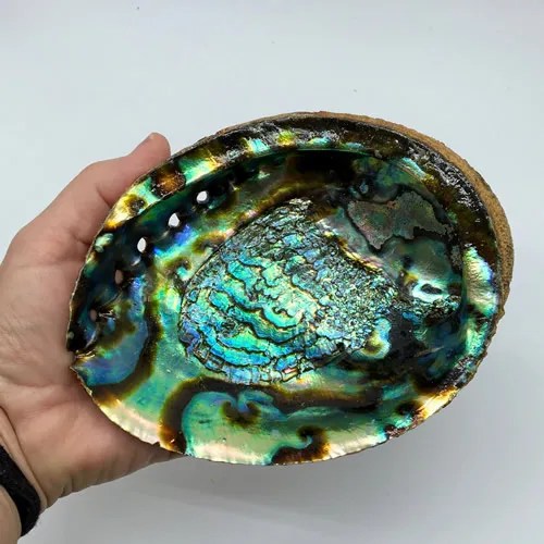 Abalone Shells – Light Ray Center