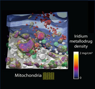 Imaging how anticancer compounds move inside the cells