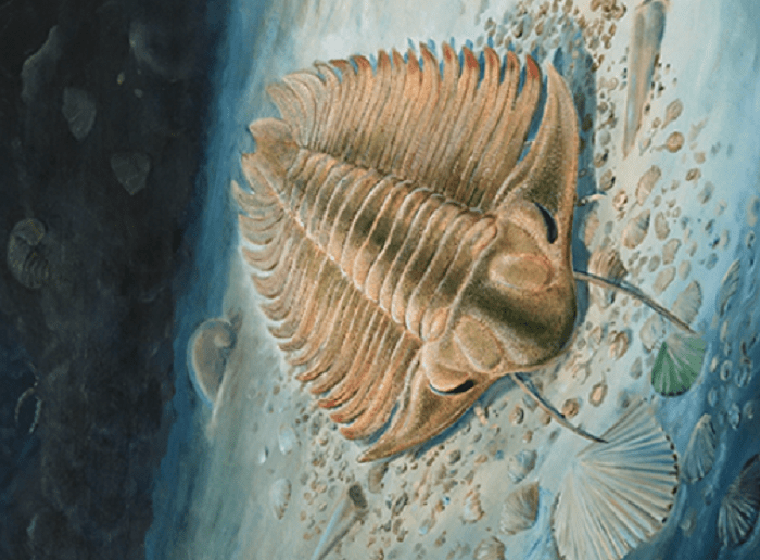 Trilobite's last meal revealed by synchrotron microtomography