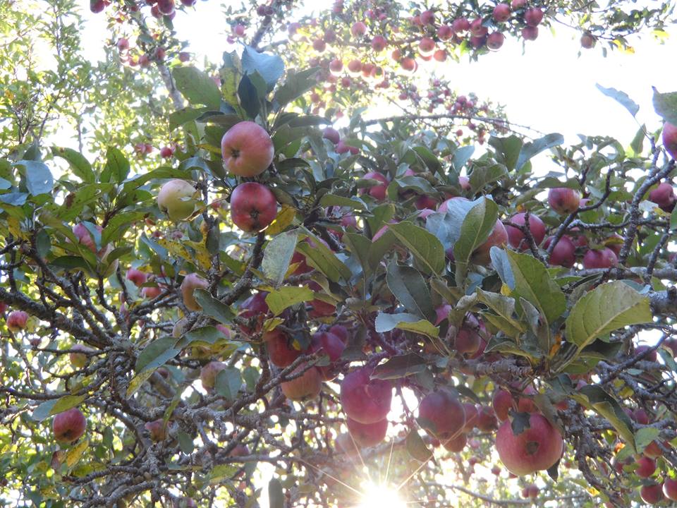 Undiscovered Apple Tree~ Davenport, IA