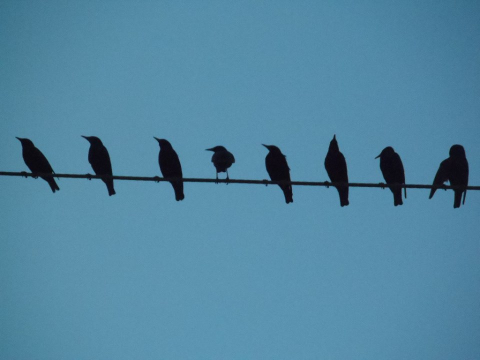 Blackbirds by Day~ Rock Island, IL