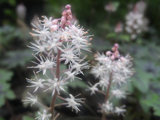 Greenhouse Nature~ VanderVeer Conservatory, Davenport, IA