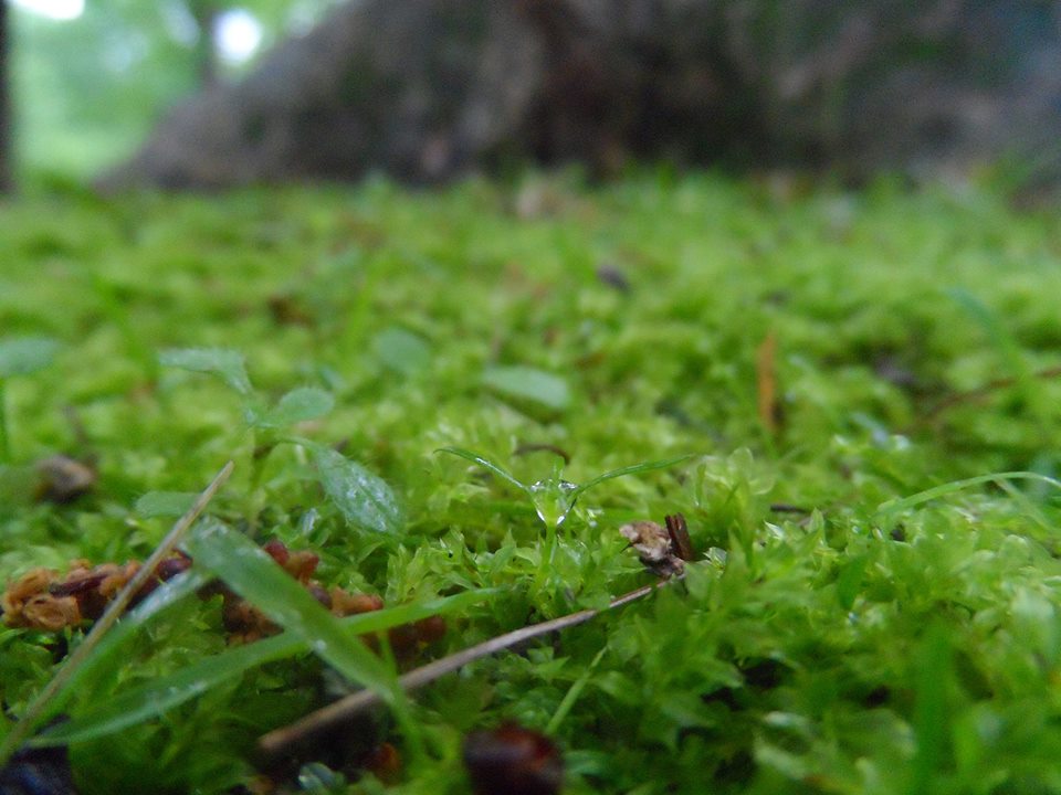 Magnificient Moss~ Black Hawk State Forest Preserve, Rock Island, IL