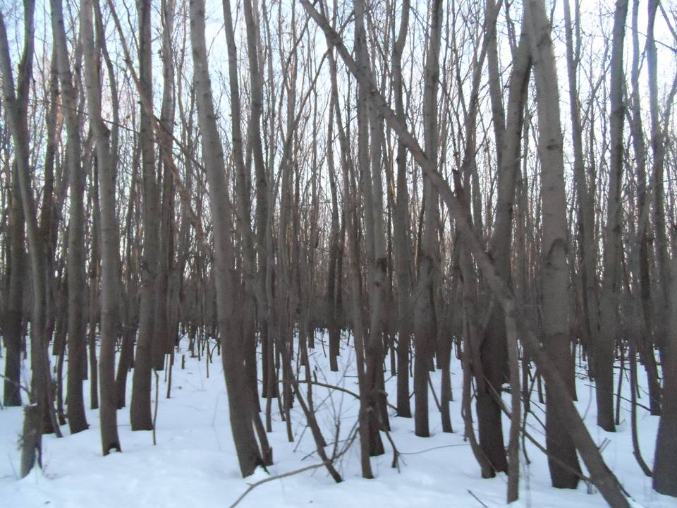 Winter Spell~ Mississippi River Bottomlands, Milan, IL