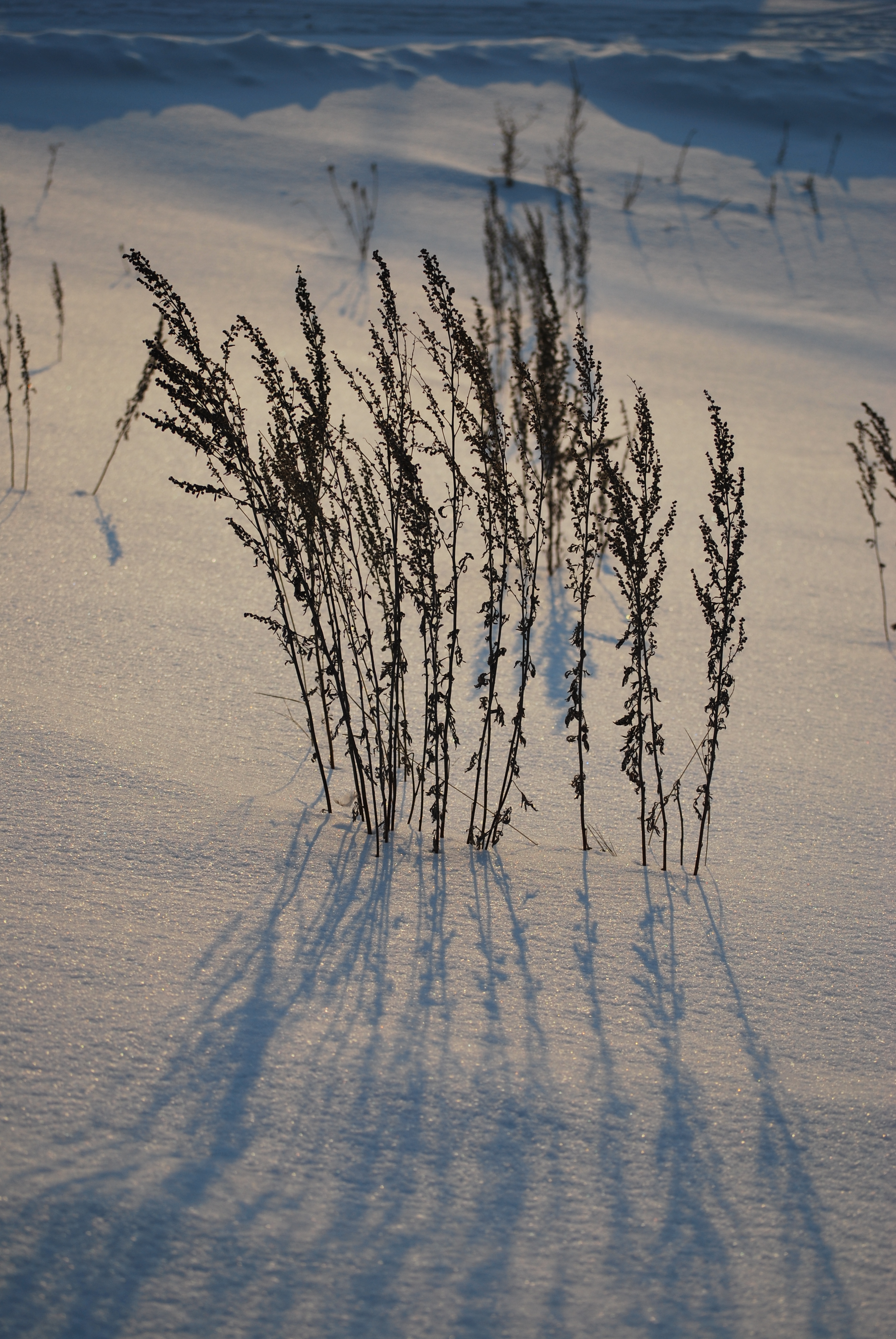 Winter Grass