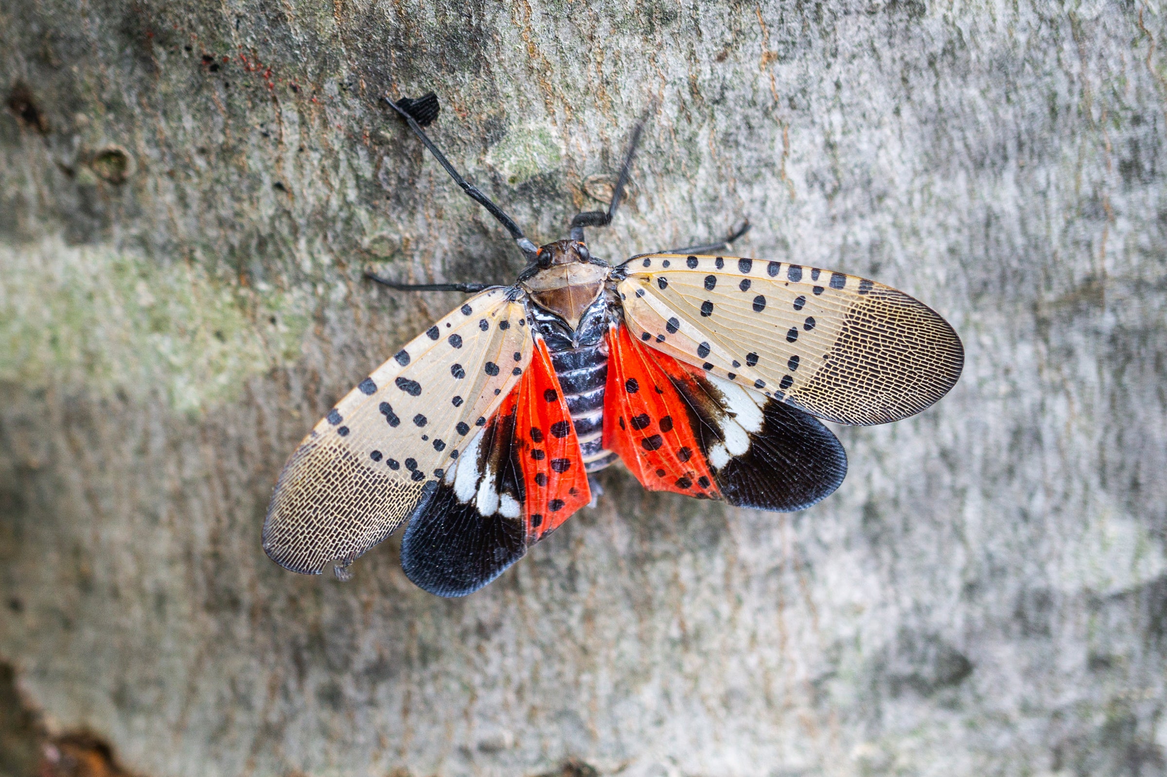 FROMAN INSECTLANG Mルーア5-28g 2本組み2.04cm Spotted Lanternfly (Lycorma delicatula) - Long Island Invasive
