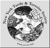 turtleandtort