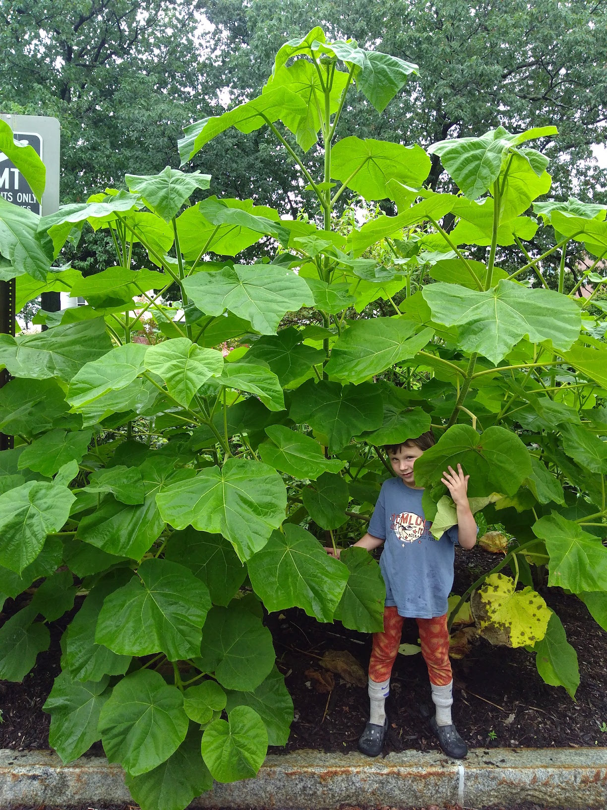 Princess tree (Paulownia tomentosa) - Long Island Invasive Species Management Area (LIISMA)