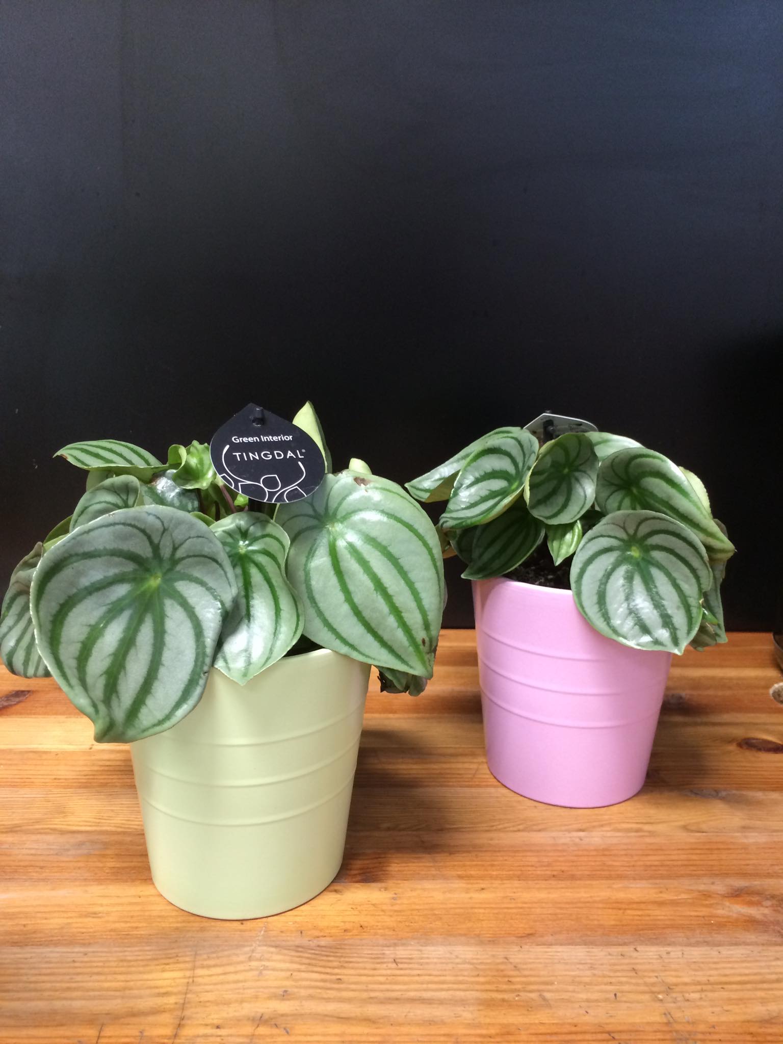 Arbuus peperomia