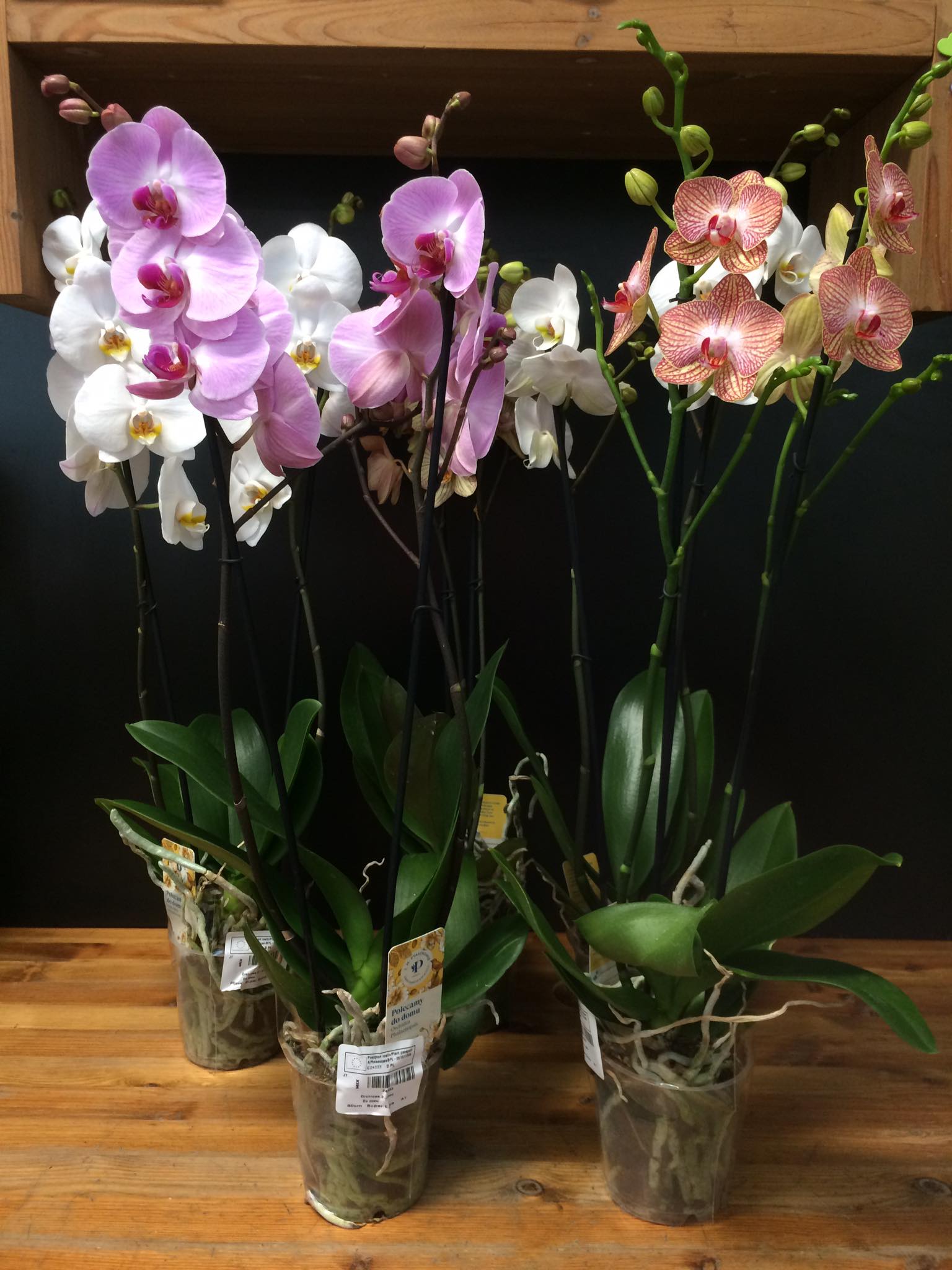 Kahe varreline orhidee