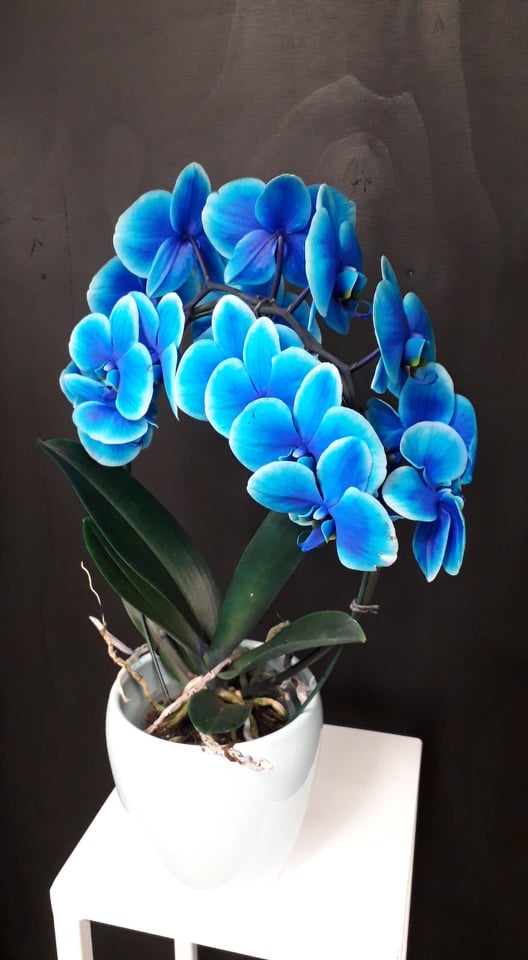 Sügav-sinine orhidee