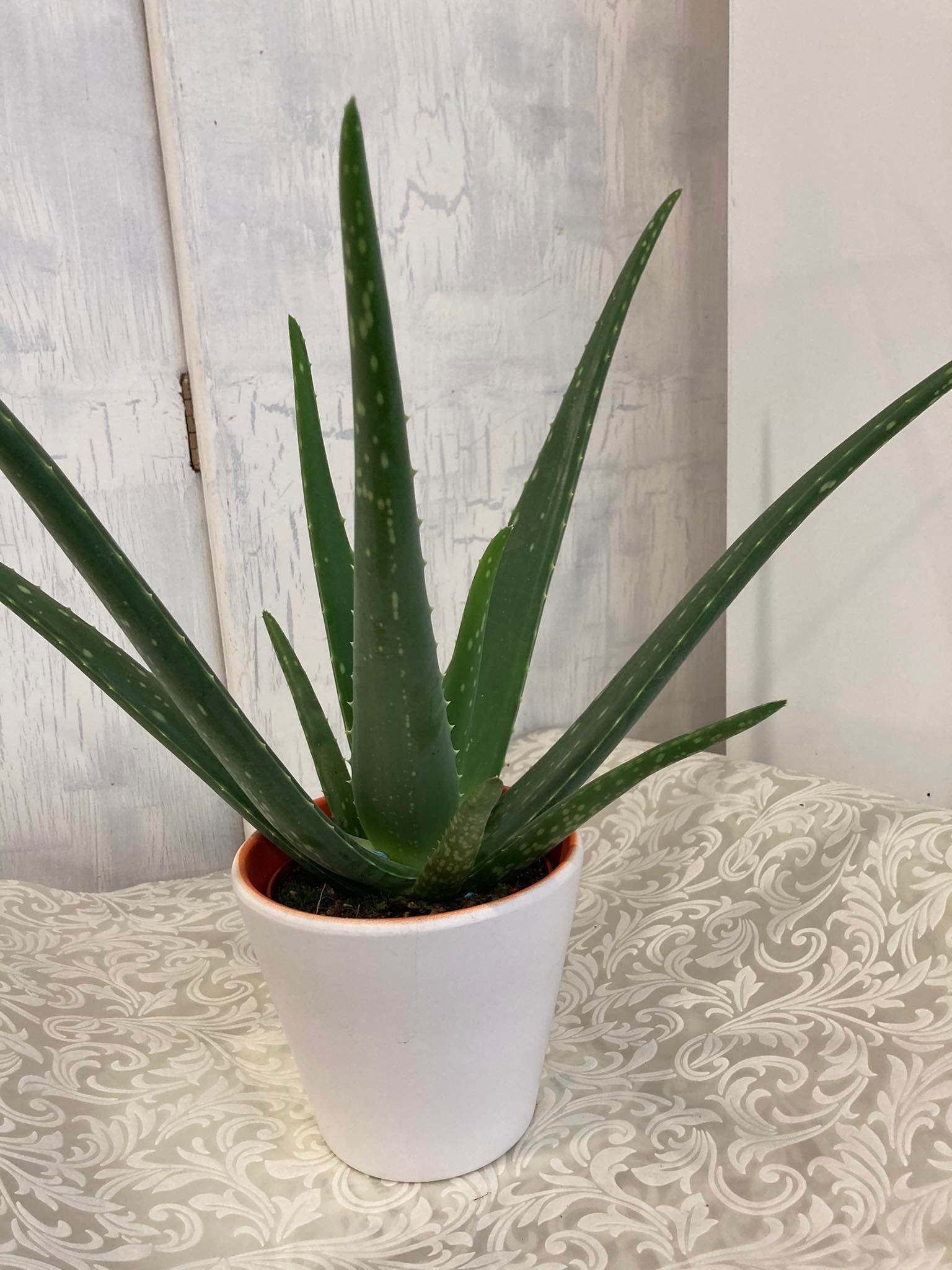 Aloe Vera