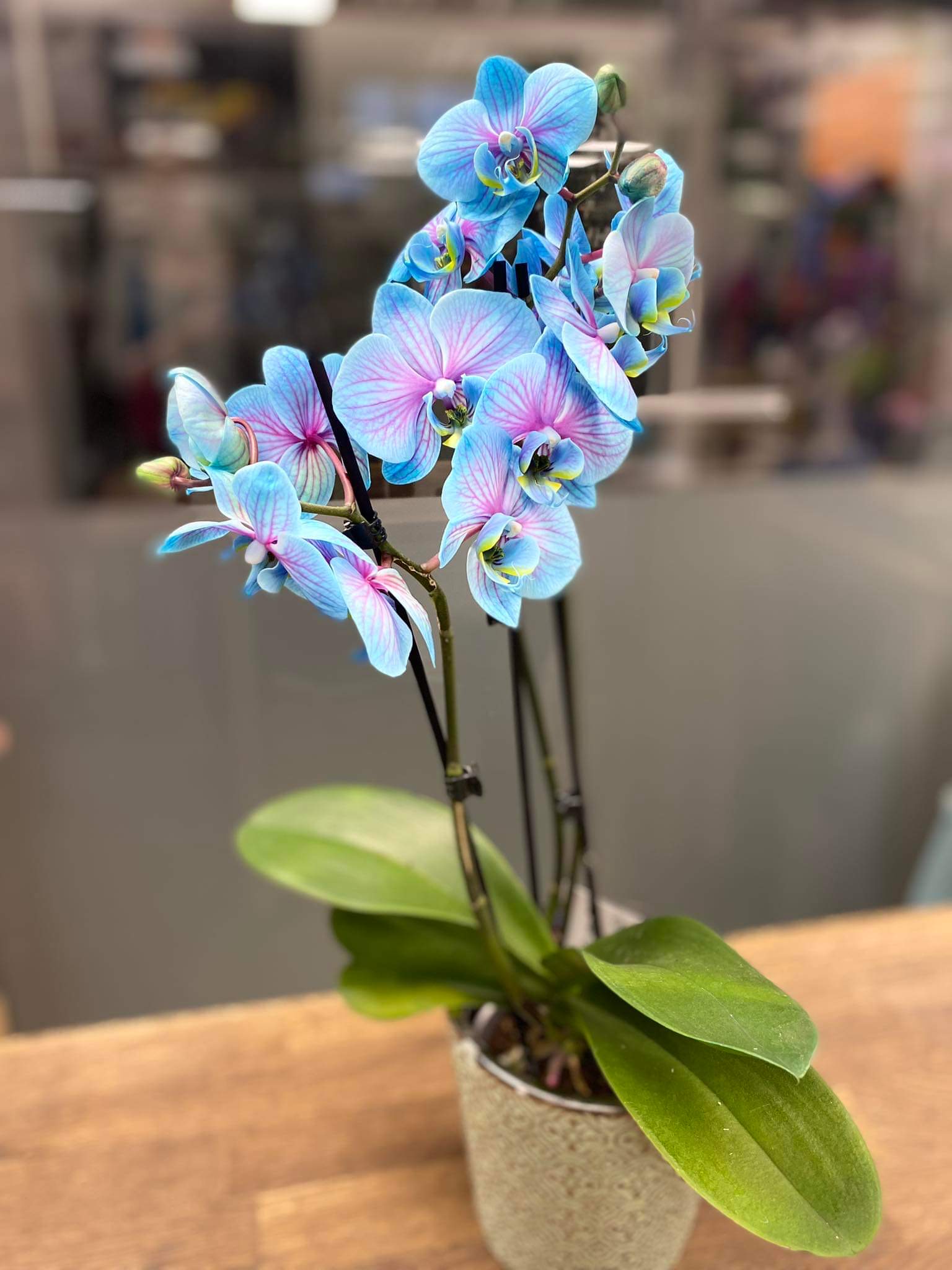 Blue magic orhidee