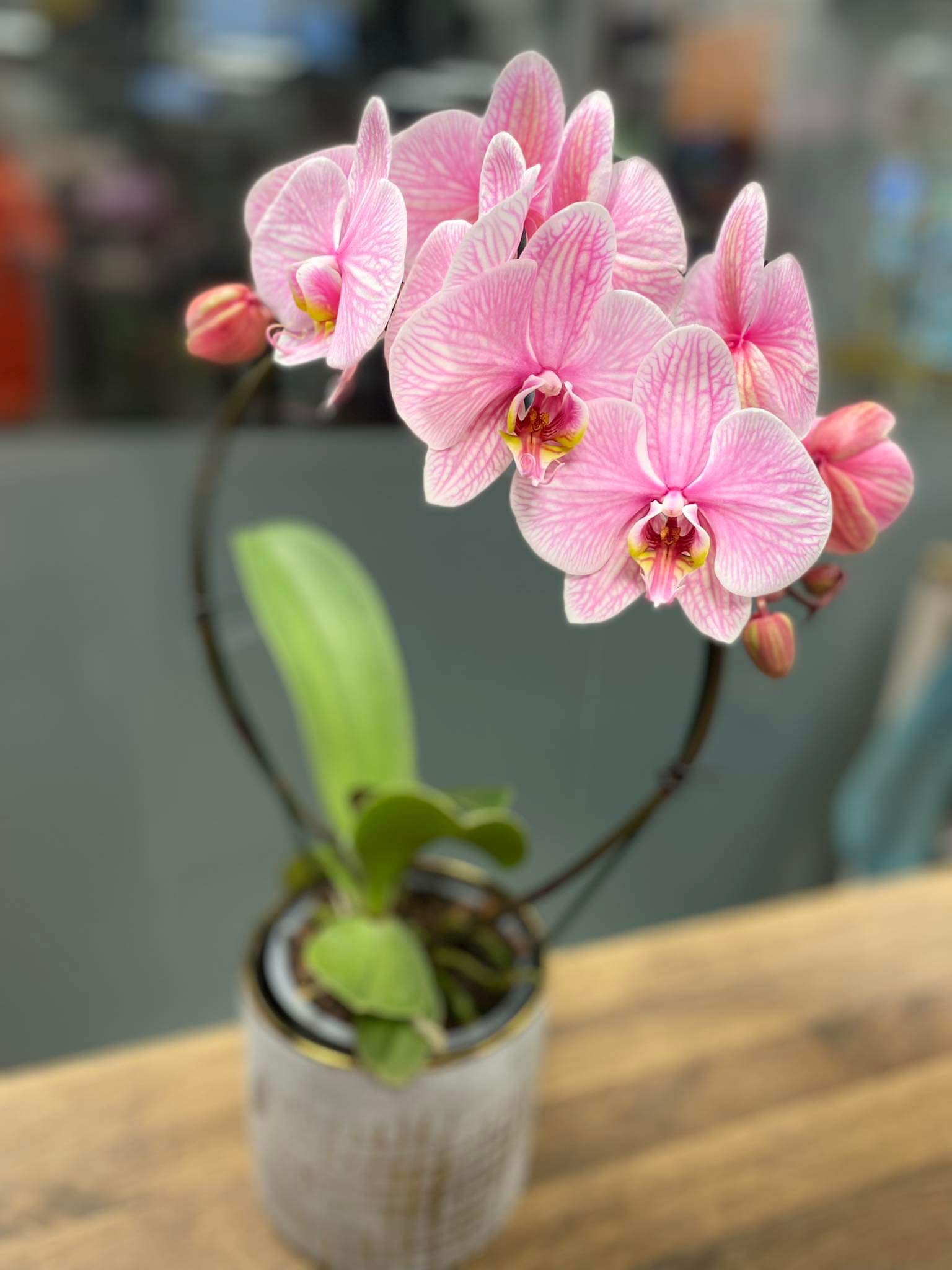 Orhidee “wonder pink”