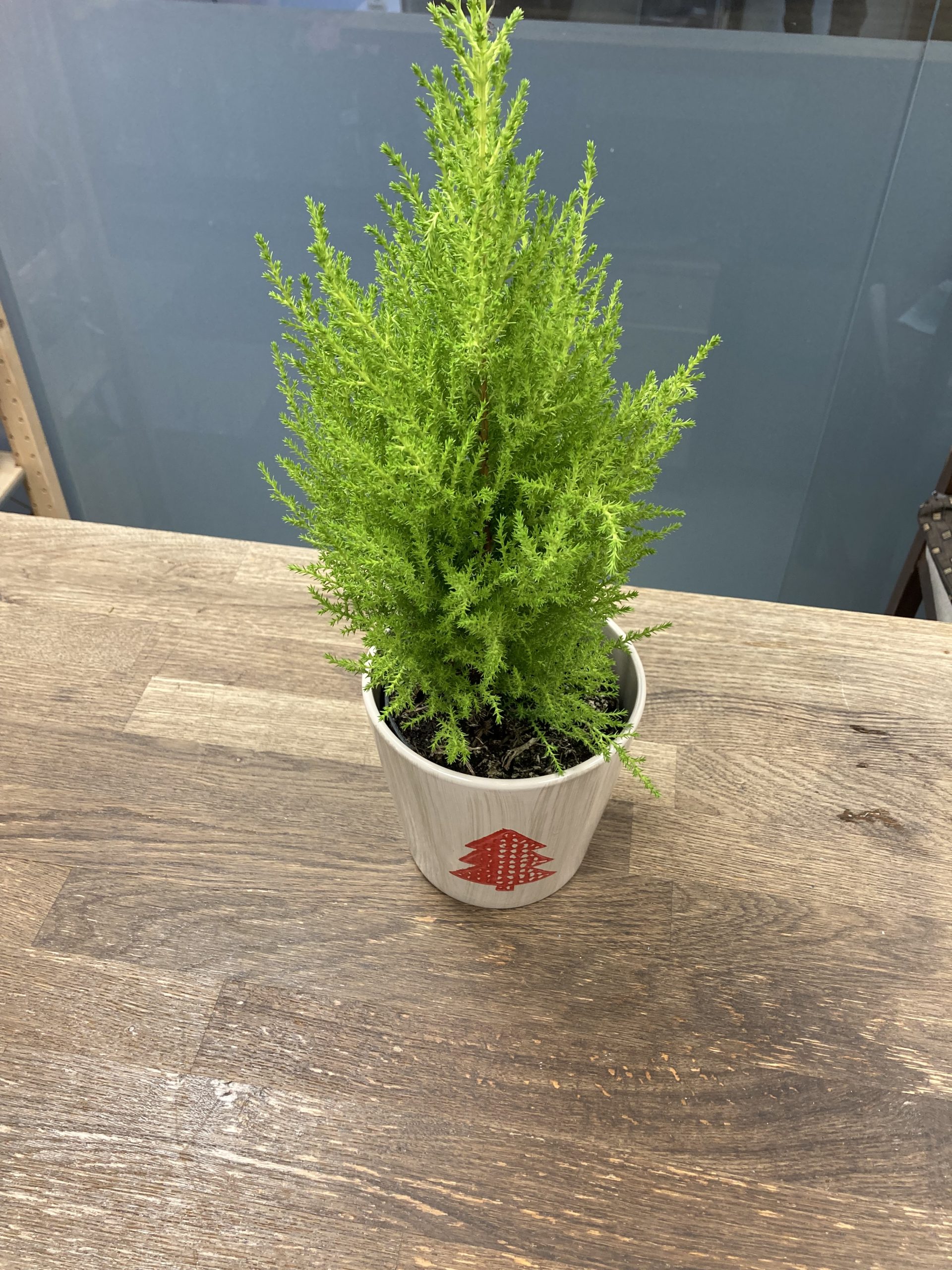 Ebaküpress keraamilise lillepotiga