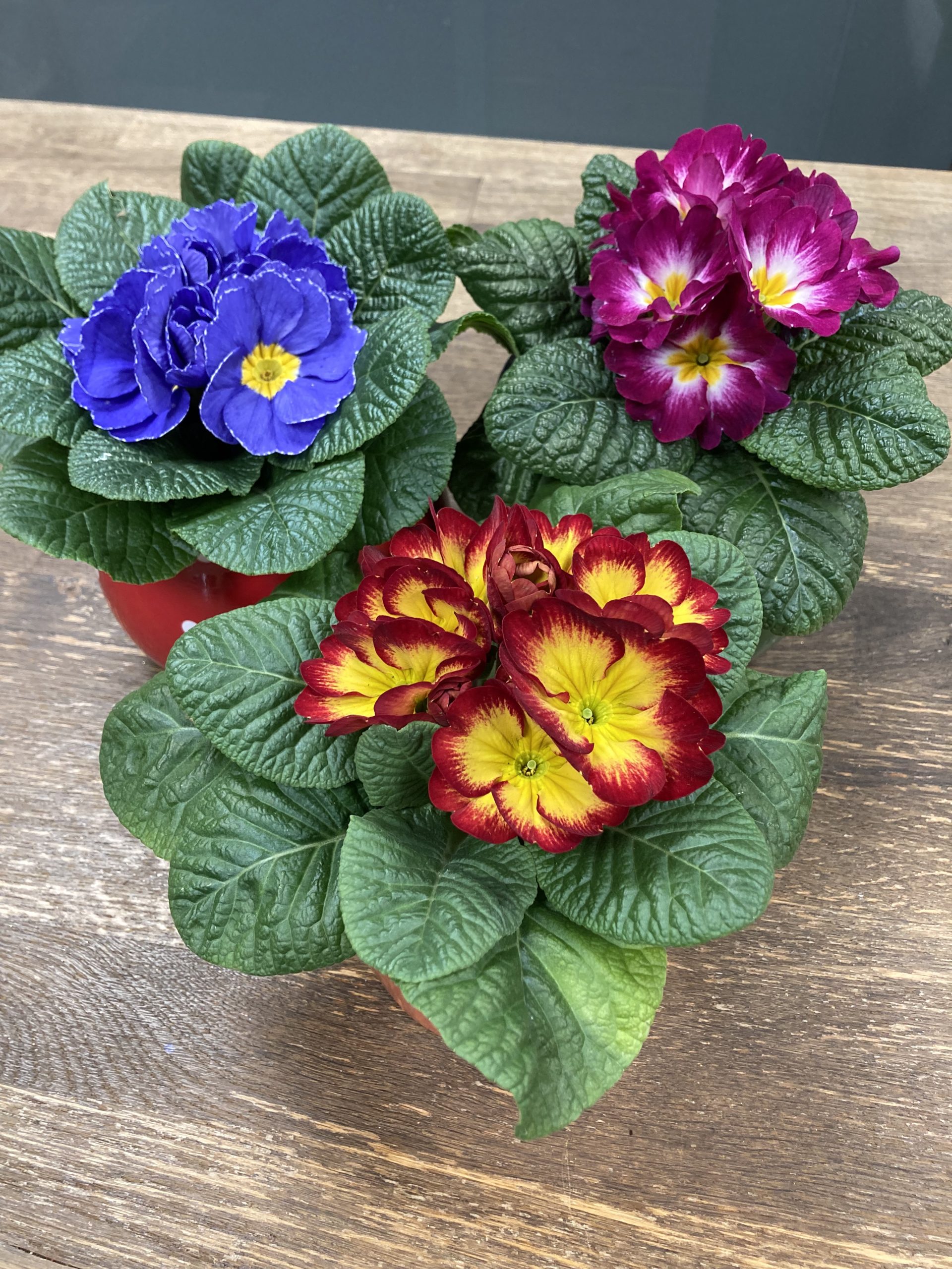 Priimula