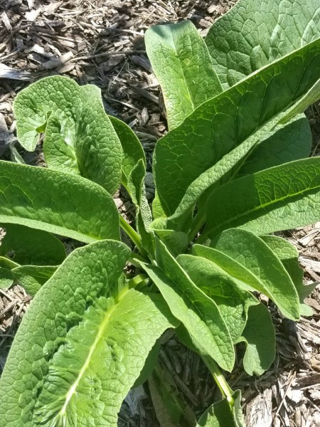 comfrey plant
