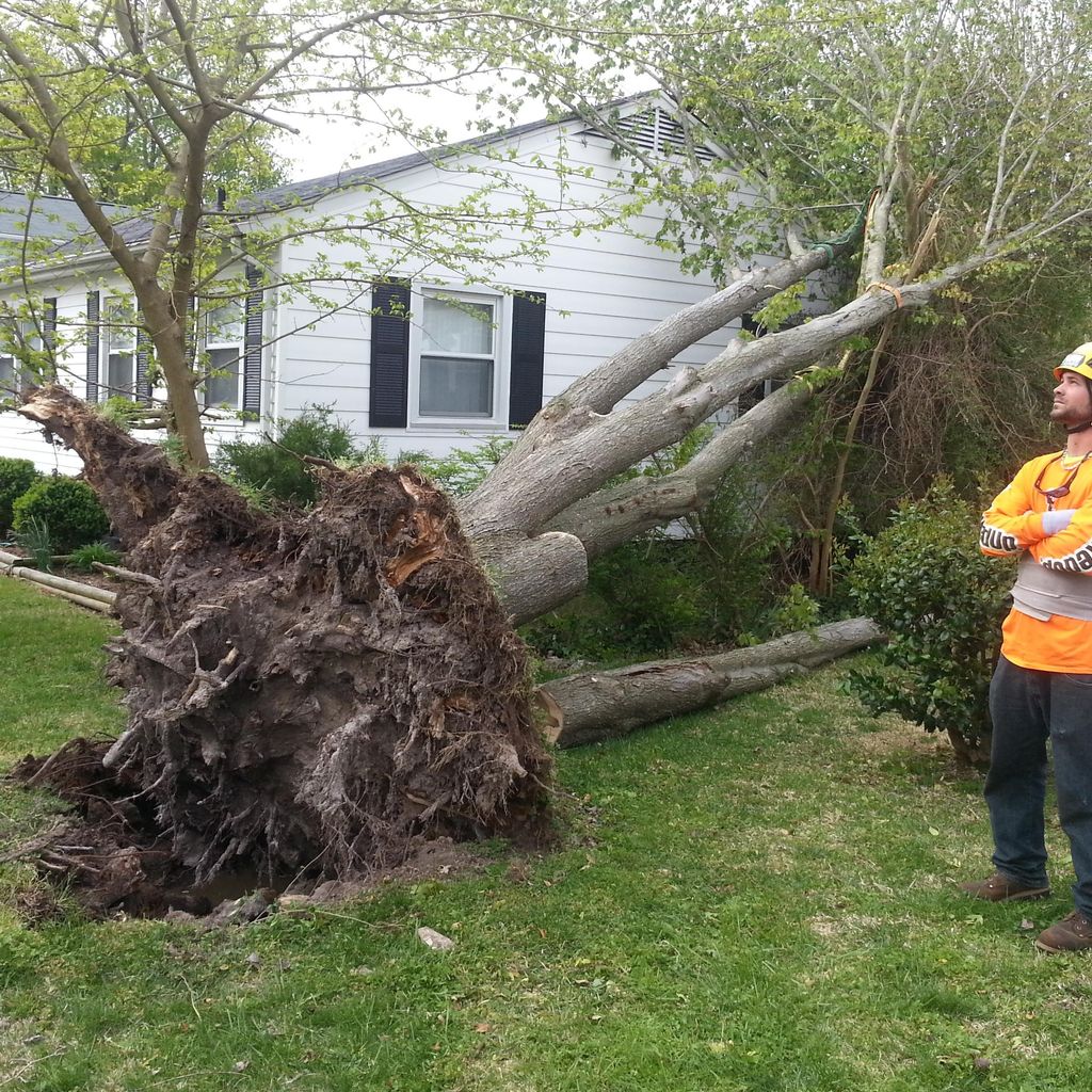 Man performing emergency tree removal, Richmond VA