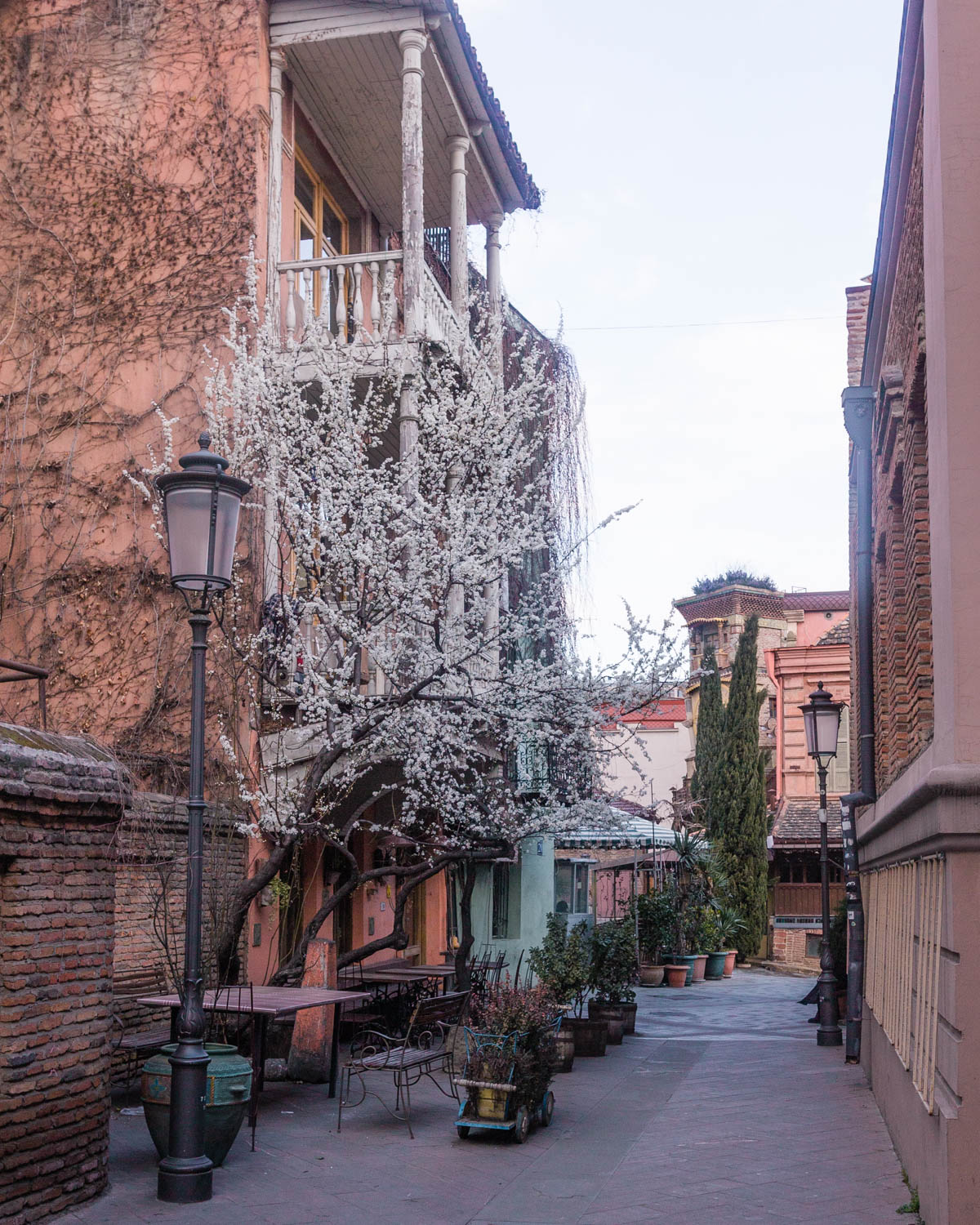 Blooming tree in the Old Town of Tbilisi - Georgia
