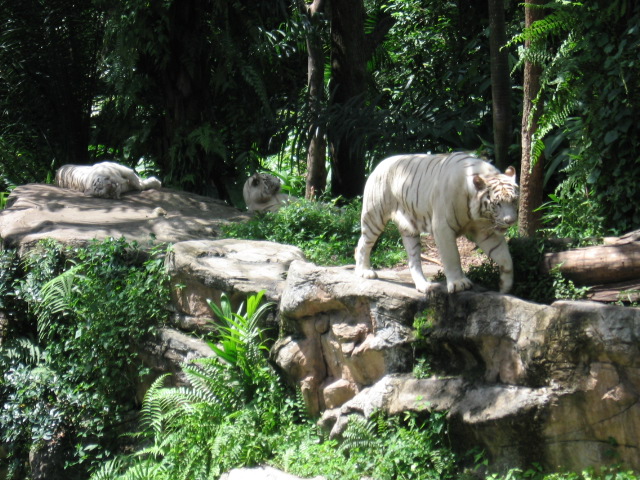 Learn about the phoenix zoo in phoenix, arizona and get tips about visiting from location to hours and what you'll see there. Tigers attacked a man in Singapore Zoo | WALK WITH US